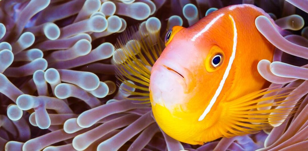 Día Mundial de los Océanos  – 8 de junio