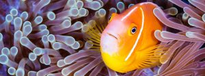 Lee más sobre el artículo Día Mundial de los Océanos  – 8 de junio
