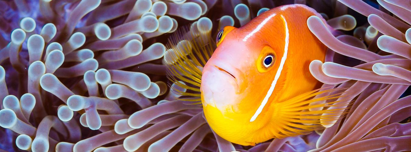 Día Mundial de los Océanos  – 8 de junio
